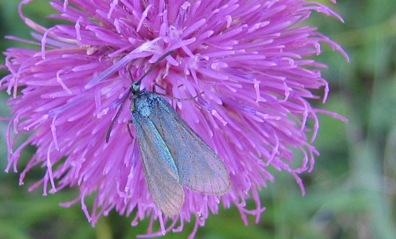 Adscita sp. (f.) Zygaenidae ..........dal Trentino